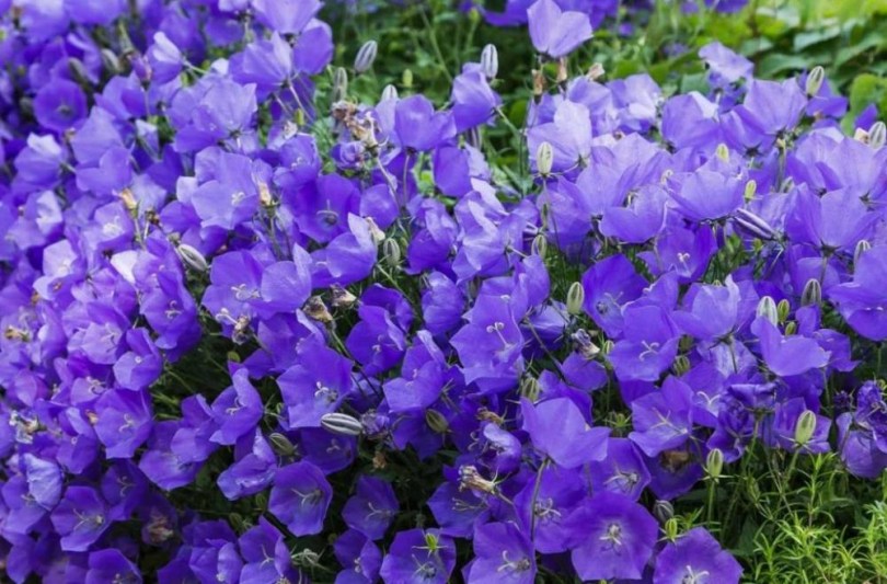 Kárpáti harangvirág - kék virágú, Campanula carpatica, ehető virág